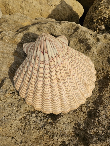  Grande Coquille Saint-Jacques Marbrée