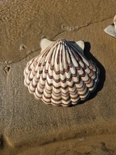  Coquille Saint-Jacques Marbrée