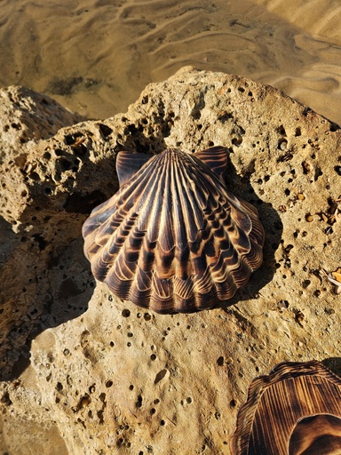  Coquille Saint-Jacques Brulée