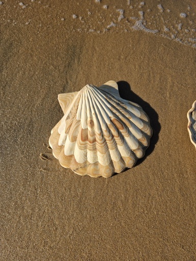  Coquille Saint-Jacques Sapin